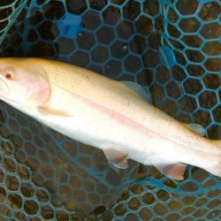 イトウが釣れた！ ～フィッシングパーク高島の泉～